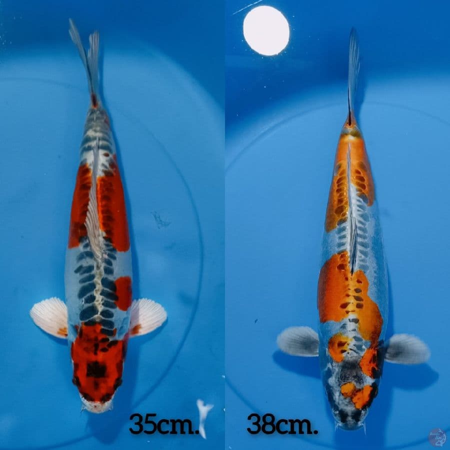 kiko 35_38cm