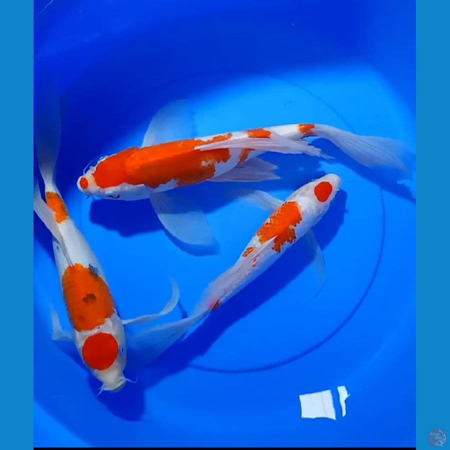 kumpay kohaku sanke gindrin mix 35_39cm