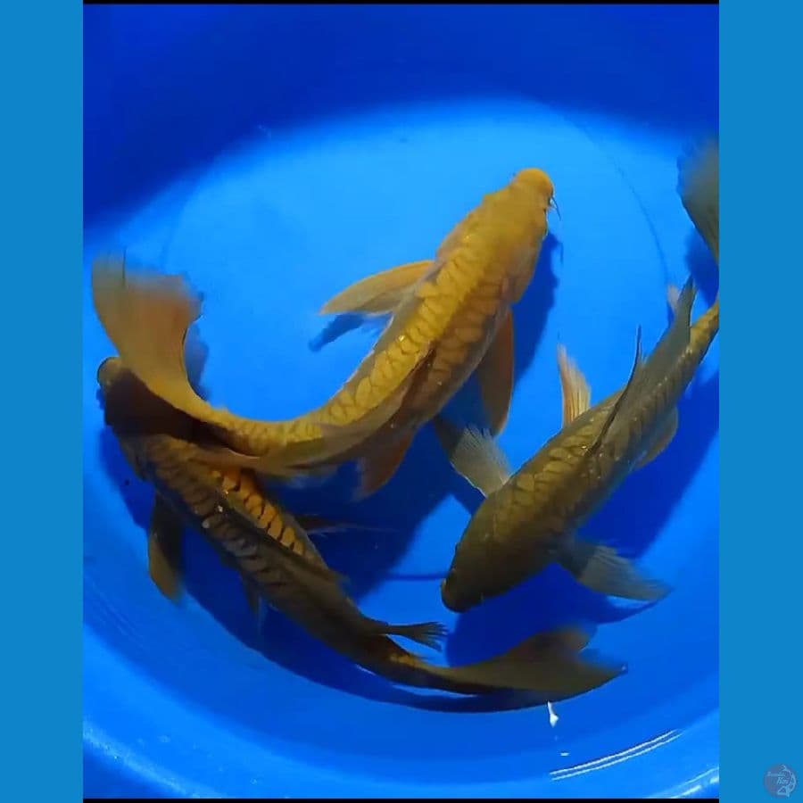 kumpay aragoke 37_43cm