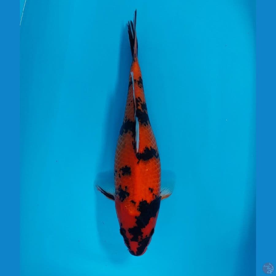 hi showa 40 cm super bullky