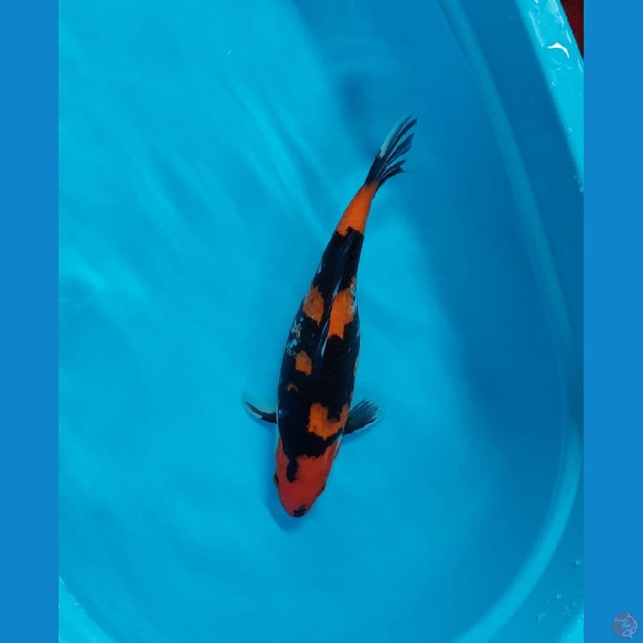 hi showa 40cm