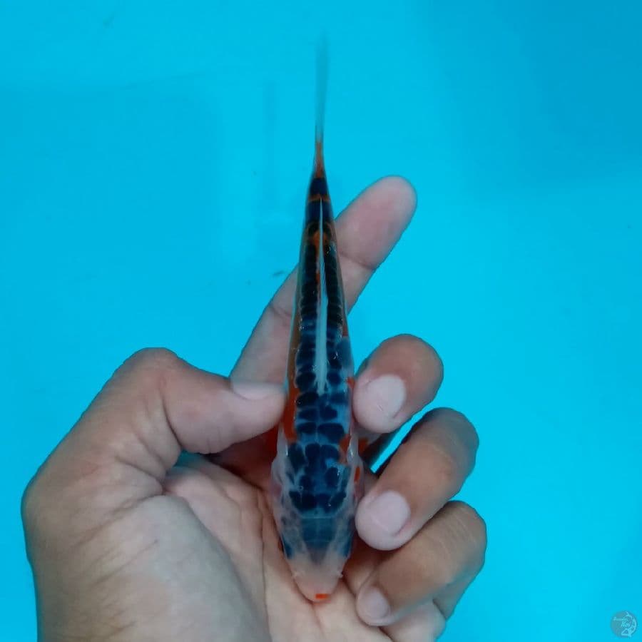 Minion - Shusui Kuchibeni 12cm