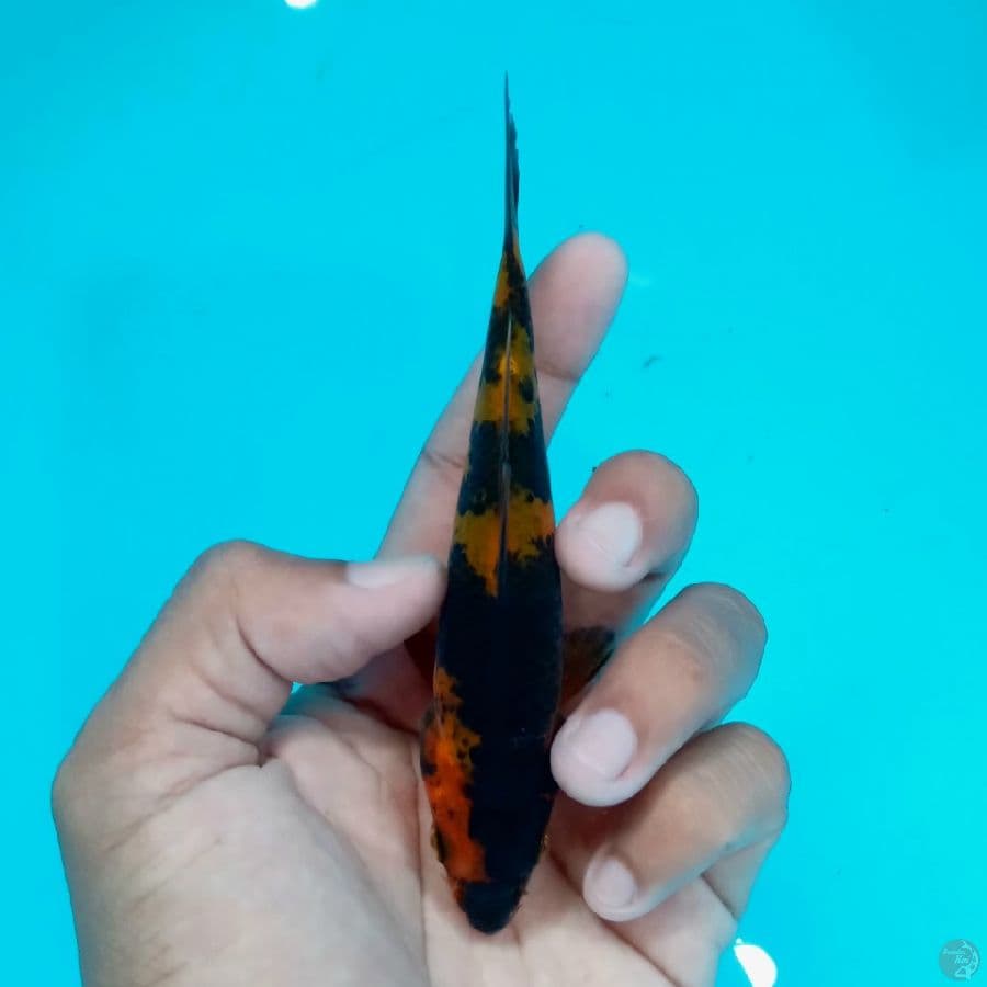 Minion - Hi Utsuri 12cm