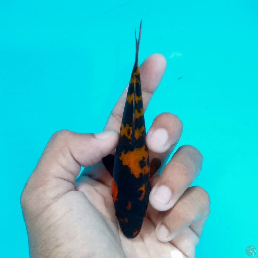 Minion - Hi Utsuri 12cm
