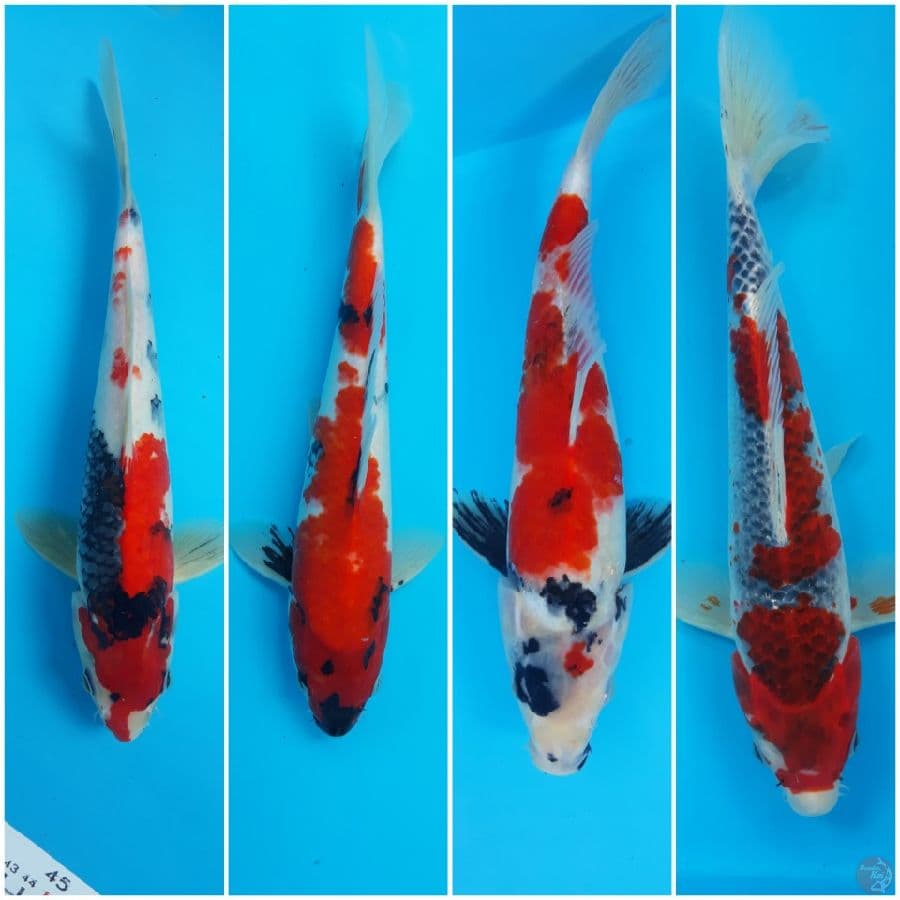 Mix showa n ghosiki 27-30cm
