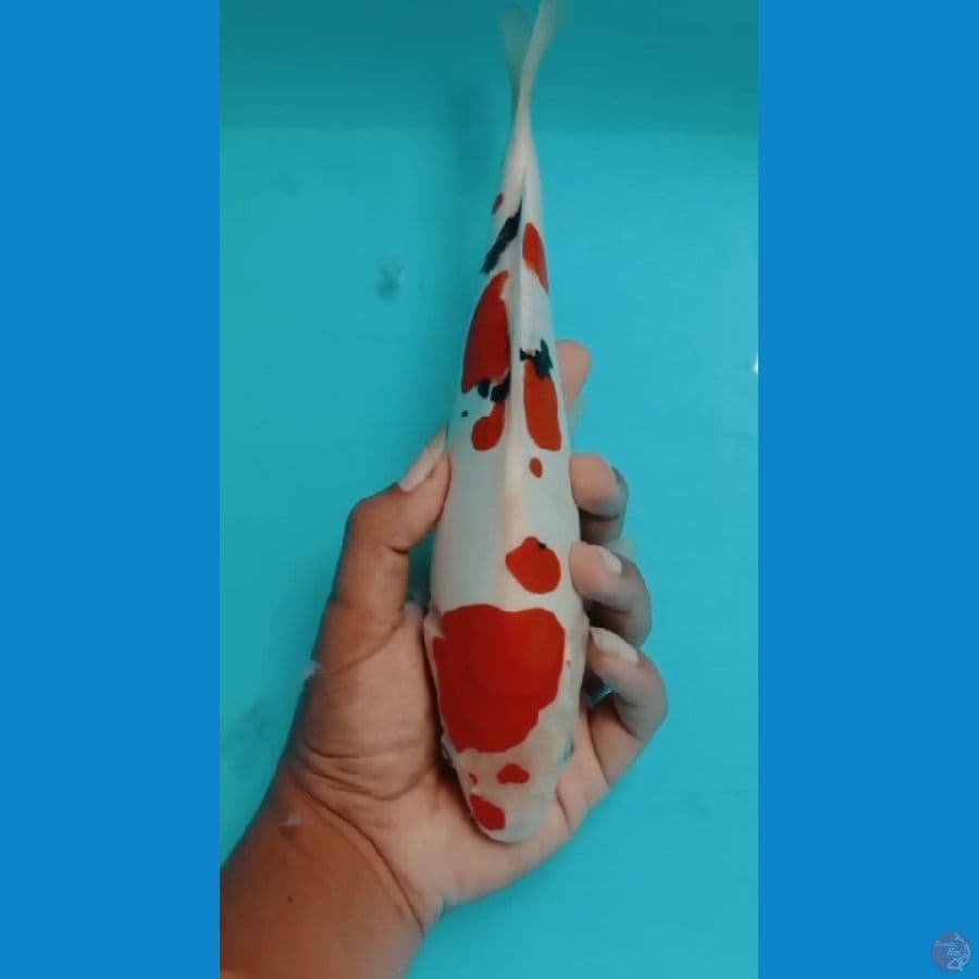 doitshu 27cm