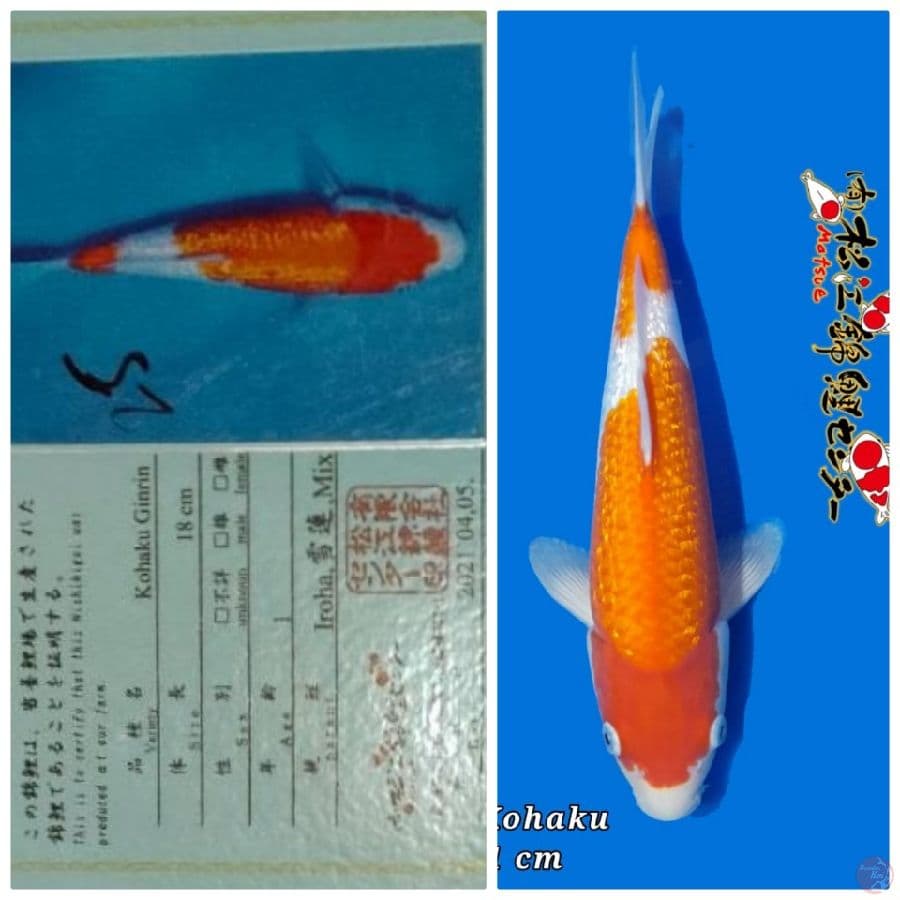 Marusai 31 cm
