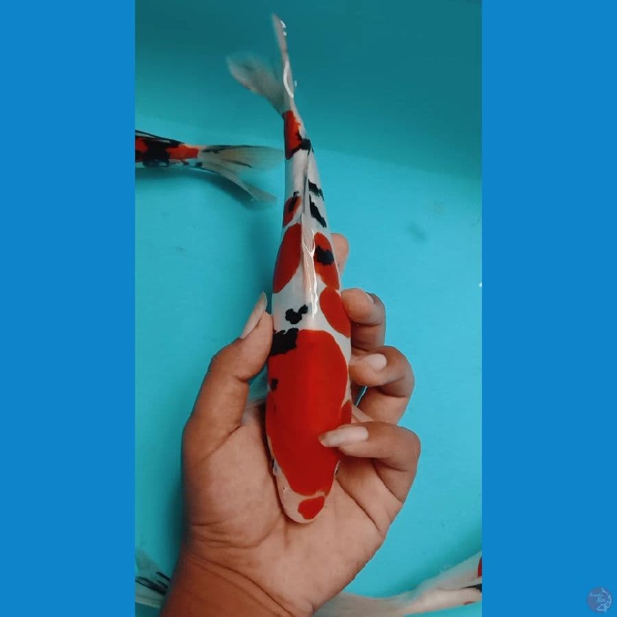 doitsu 24cm