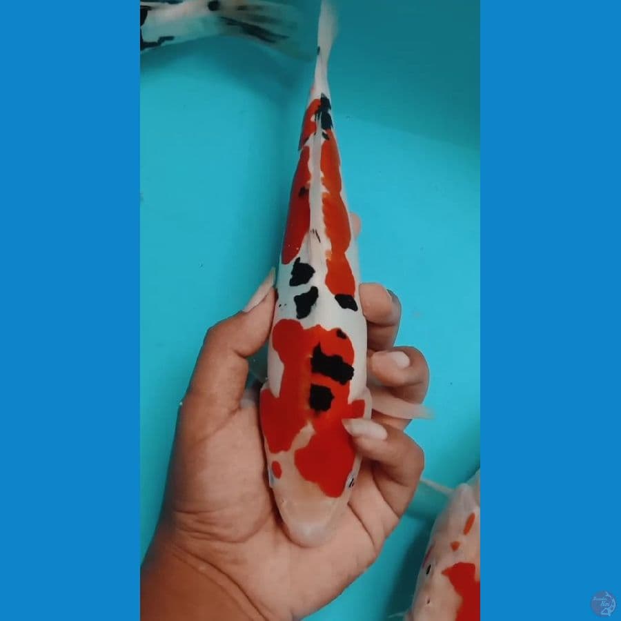 doitshu 25cm