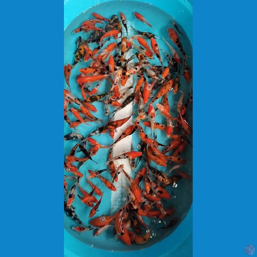 Doitsu mix 8-13cm 150 ekor