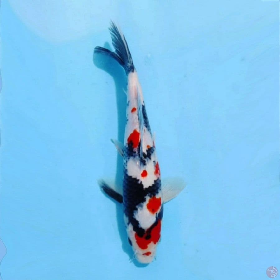 ١٥. kindai showa berpunuk size 25cm male