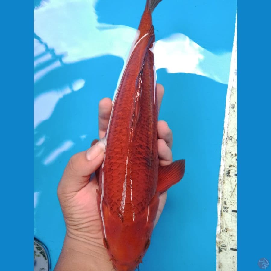 karamel super