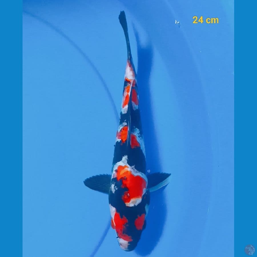 showa doit 24 cm
