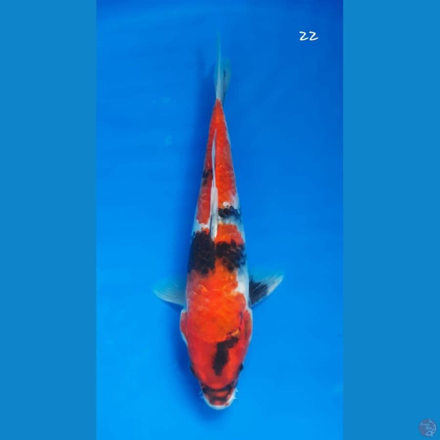 Showa 22
