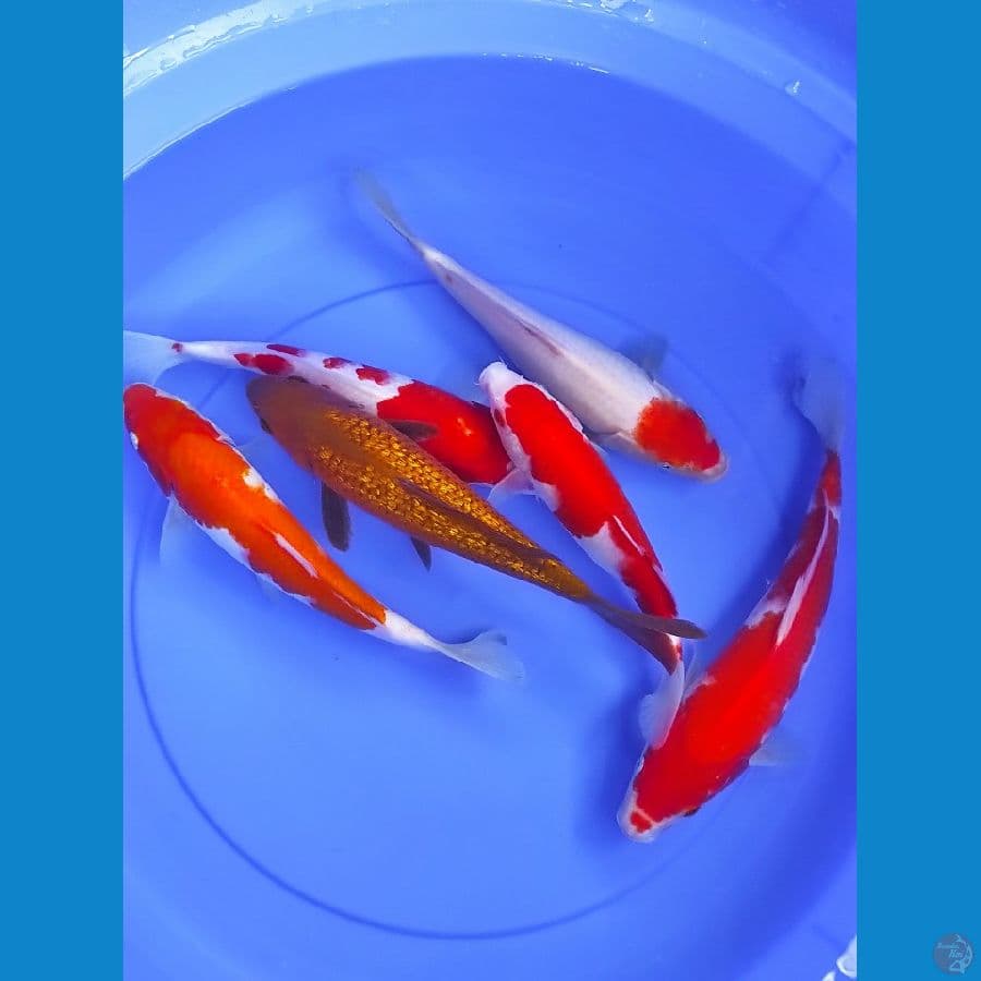 kohaku /midori ginrin 23-26 cm