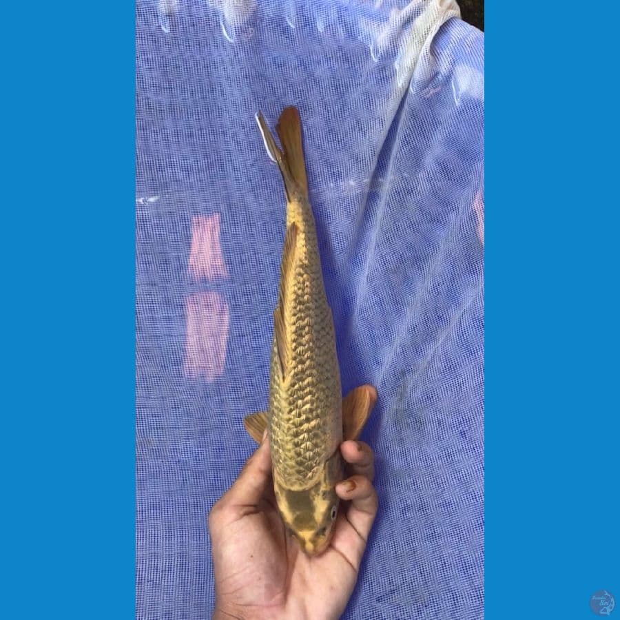 Mukasi gold 32cm Female