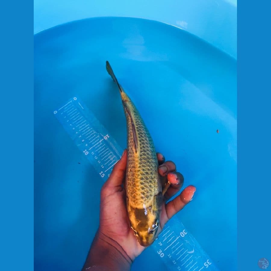Mukasi gold 32cm Female