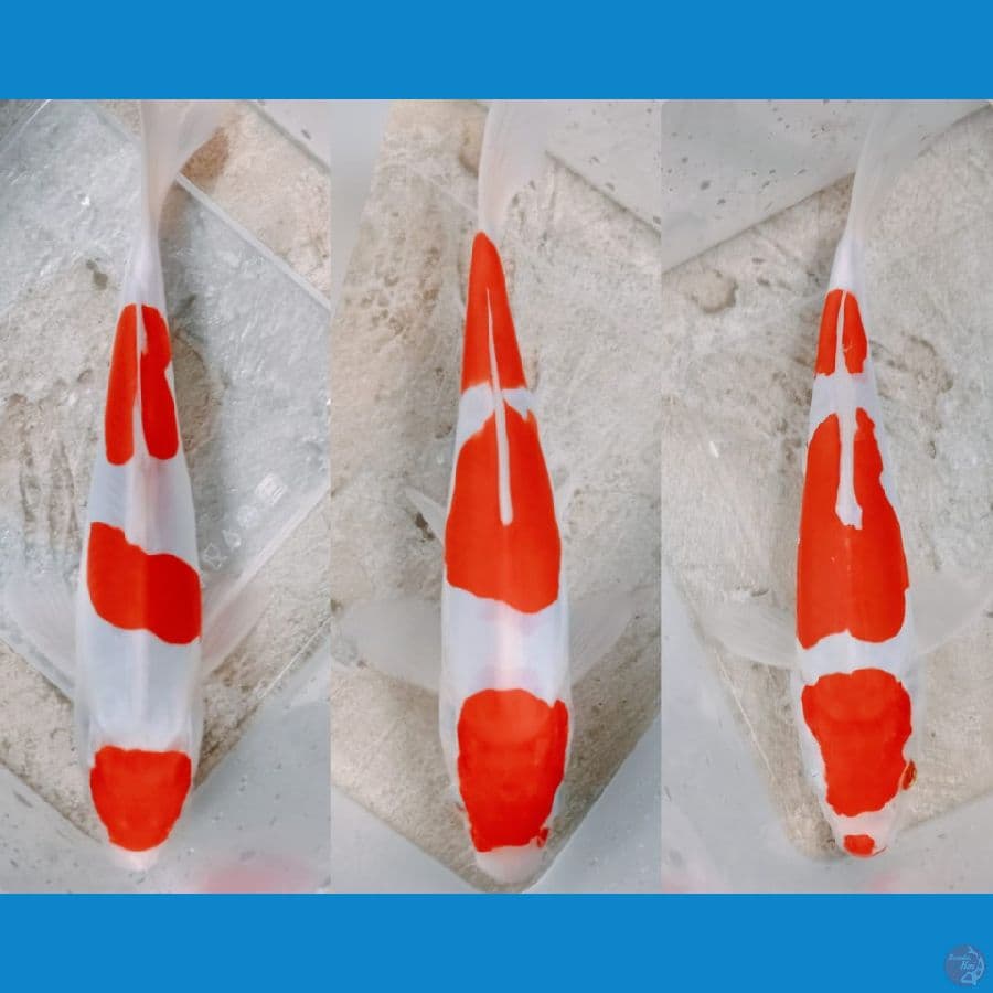 KOHAKU MINION ALL 19 CM 3 EKOR