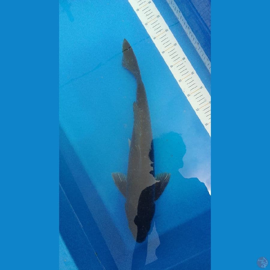 Ochiba 51 cm Male