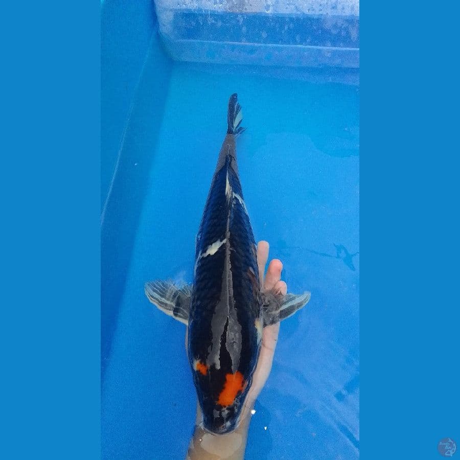 Tancho Showa blackjet 48 cm