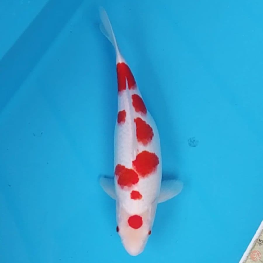Maruten Kohaku ~31