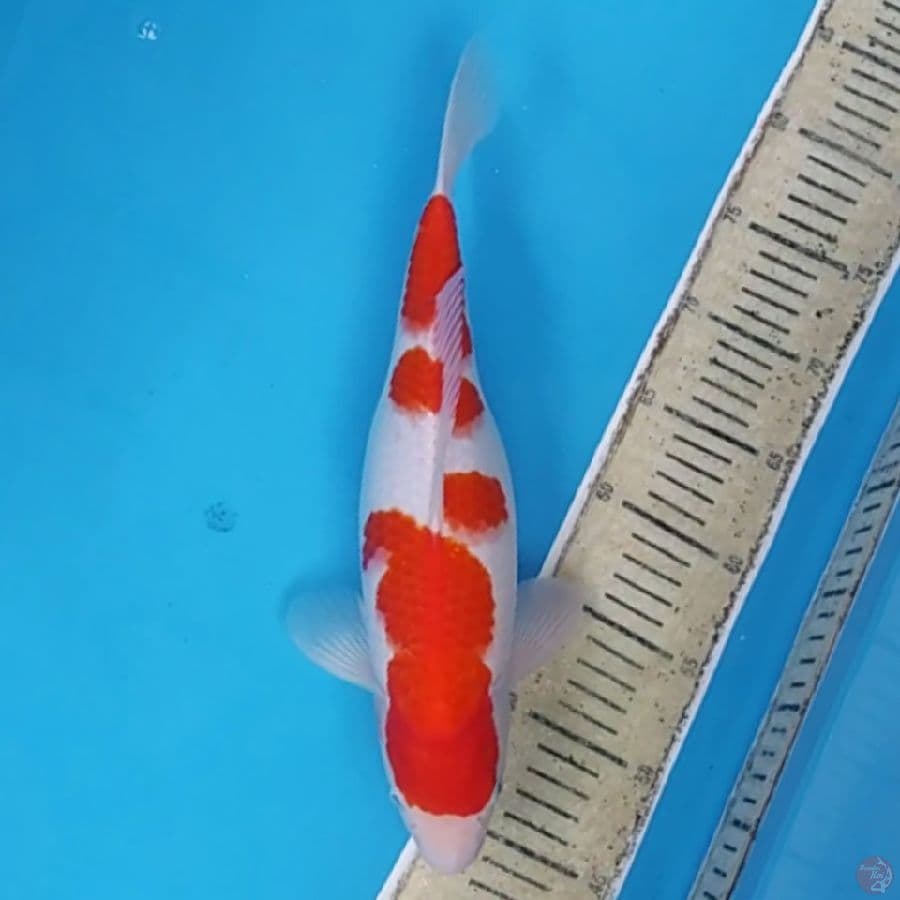 Kohaku ~35