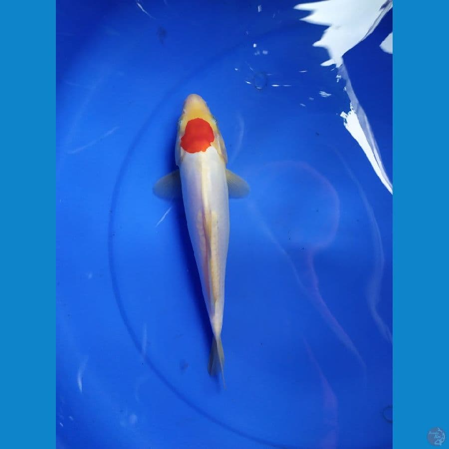 tanco kohaku murni
