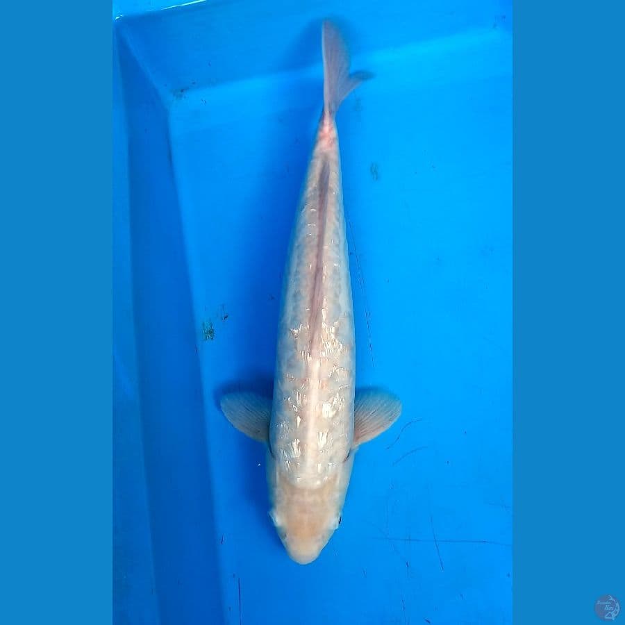 shiromuji aragoke ginrin 39cm male