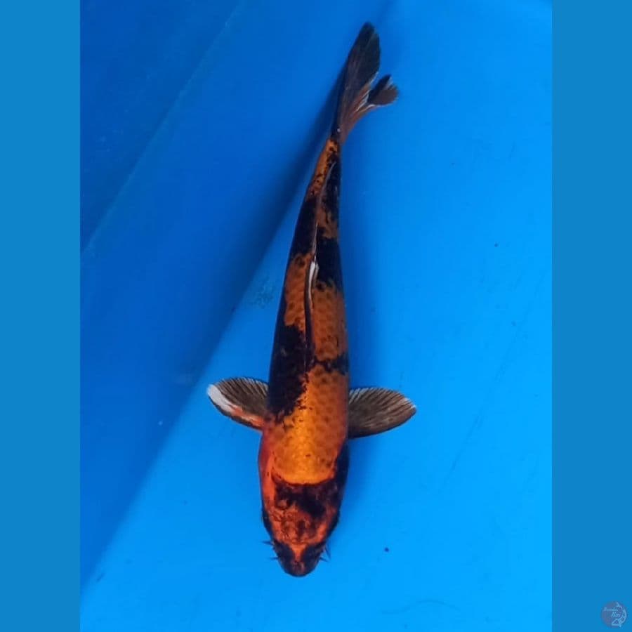 HQ kin utsuri 27cm