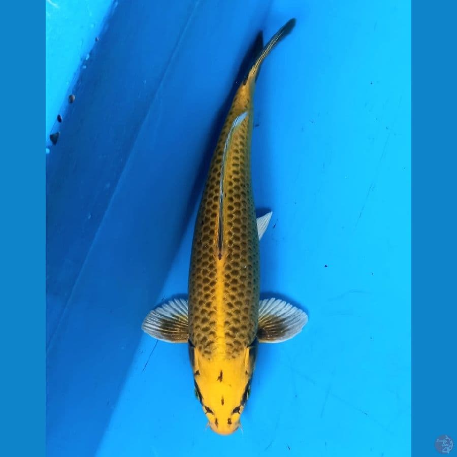 gold mukashi 34cm male