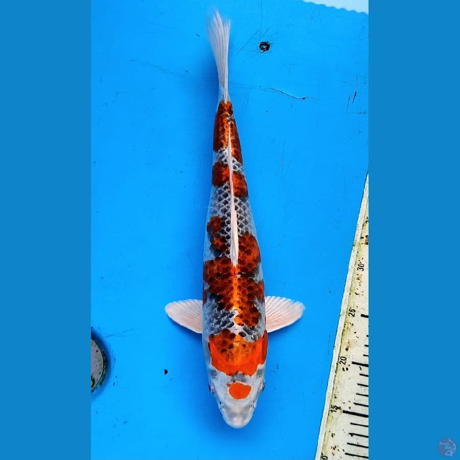 kujaku 34cm