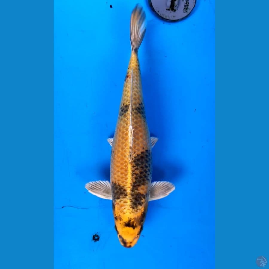 kin utsuri 32cm