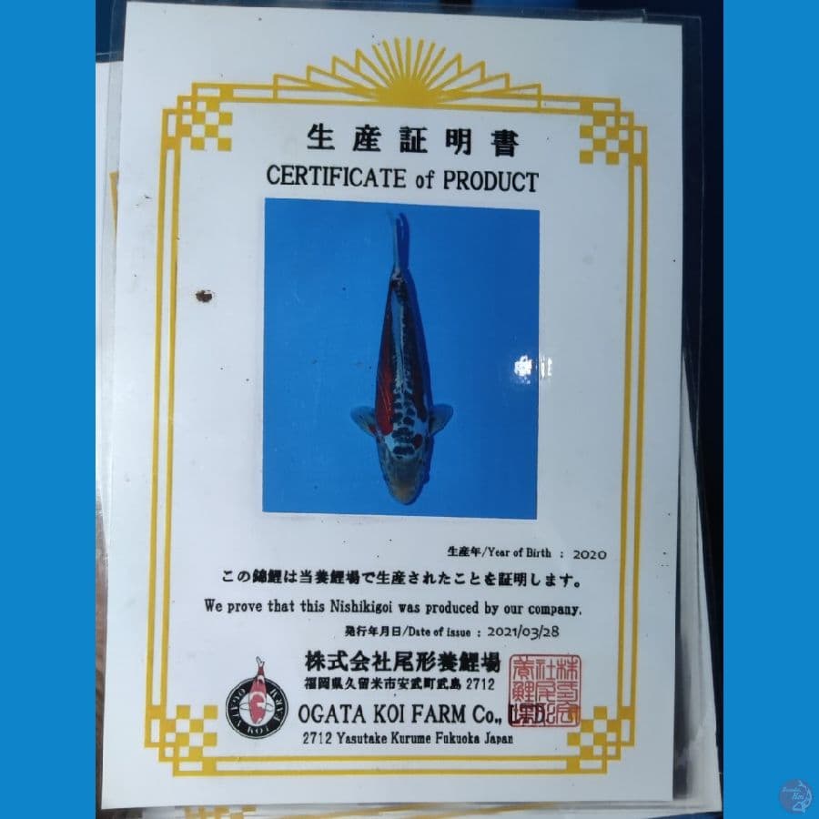 SHUSUI OGATA KOI FARM 45CM