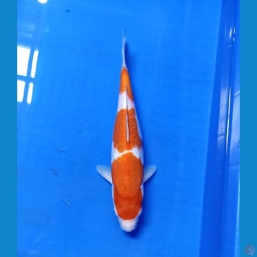 kohaku 30