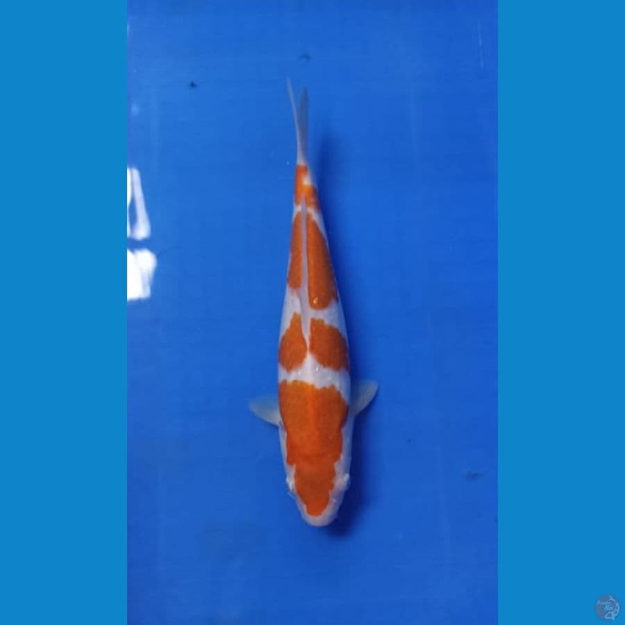 kohaku 29