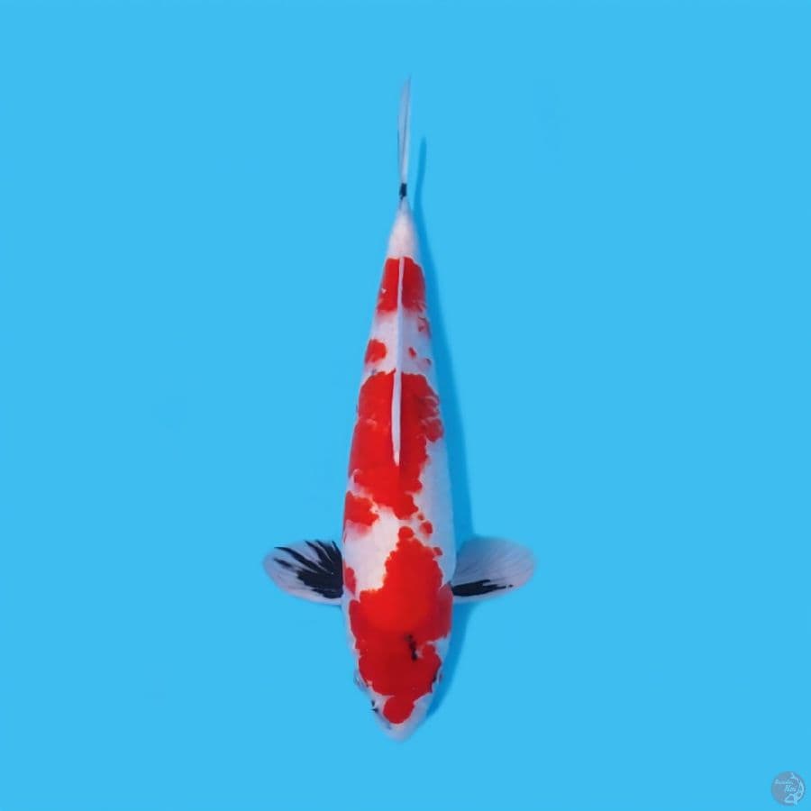 SANKE 40 CM - FEEMALE