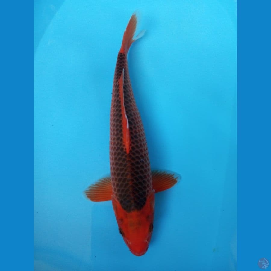 SQ Aka Matsuba - 38cm Male