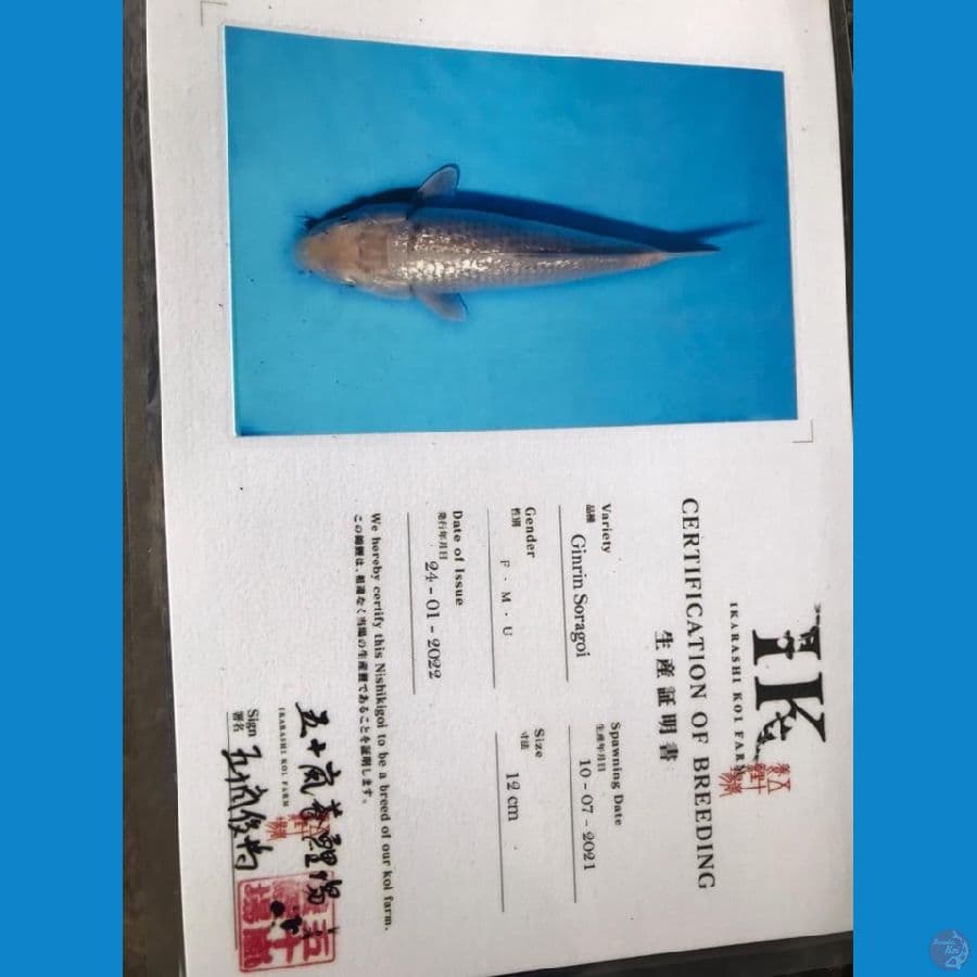 Ikharasi soragoi Ginrin male 50bu