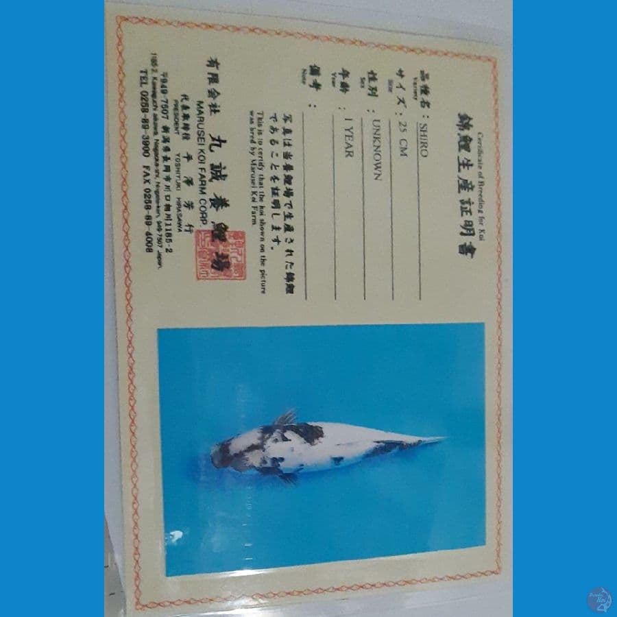 Marusei Shiro 50bu