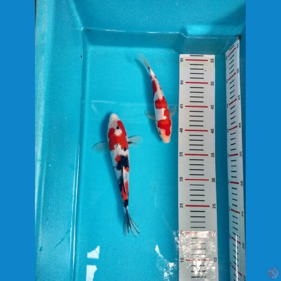 asnawi koi