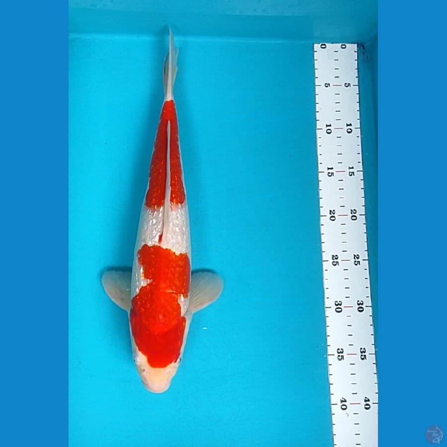 KOHAKU GINRIN 37CM MALE