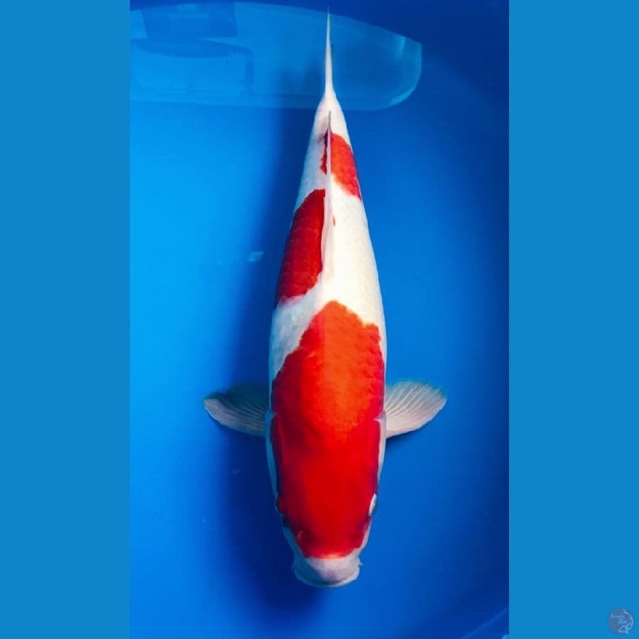 kohaku 39cm