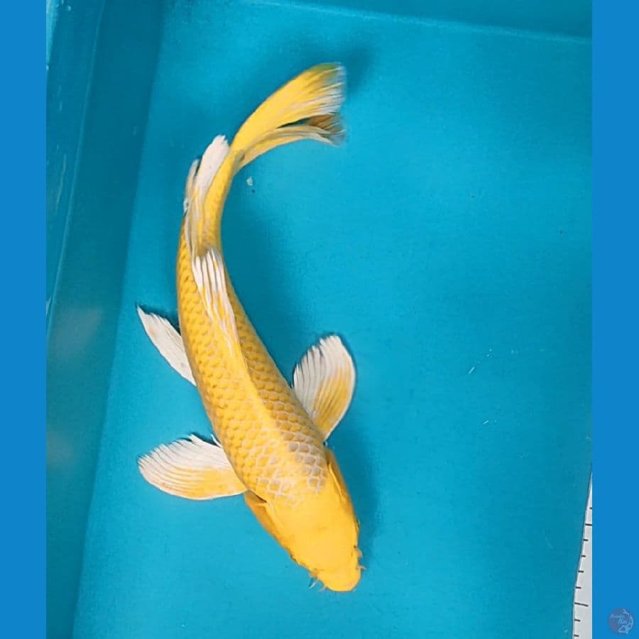 KUMPAY OGON 37CM FM