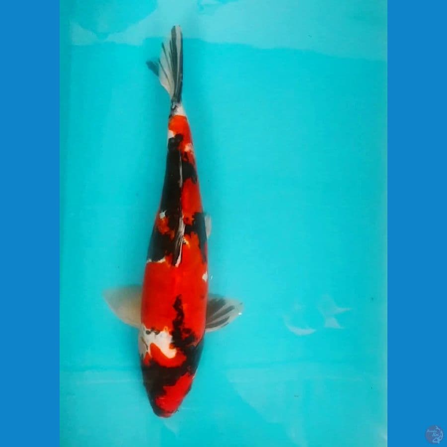 SHOWA DOITSU 34cm MALE