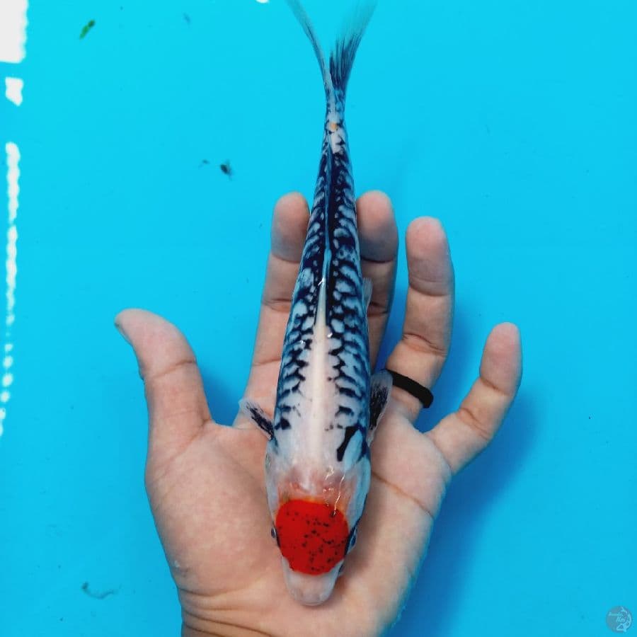 *Tancho Matsukawabake//22 cm*