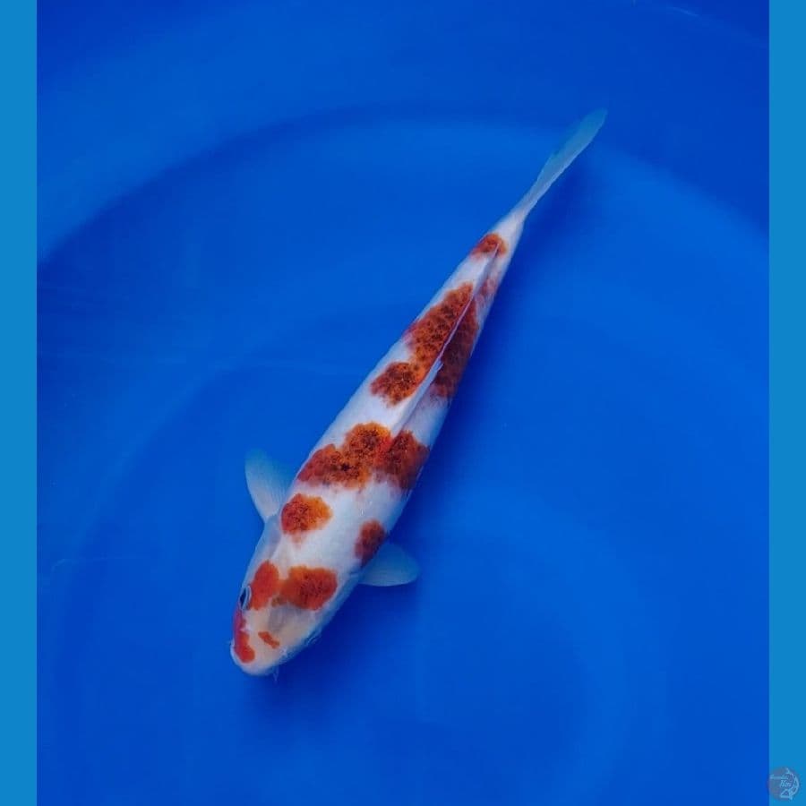 Koi Lokal Koromo 33cm Super Quality