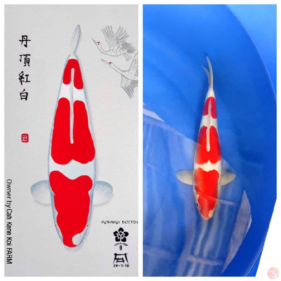 A 7 Kohaku doitsu , HQ