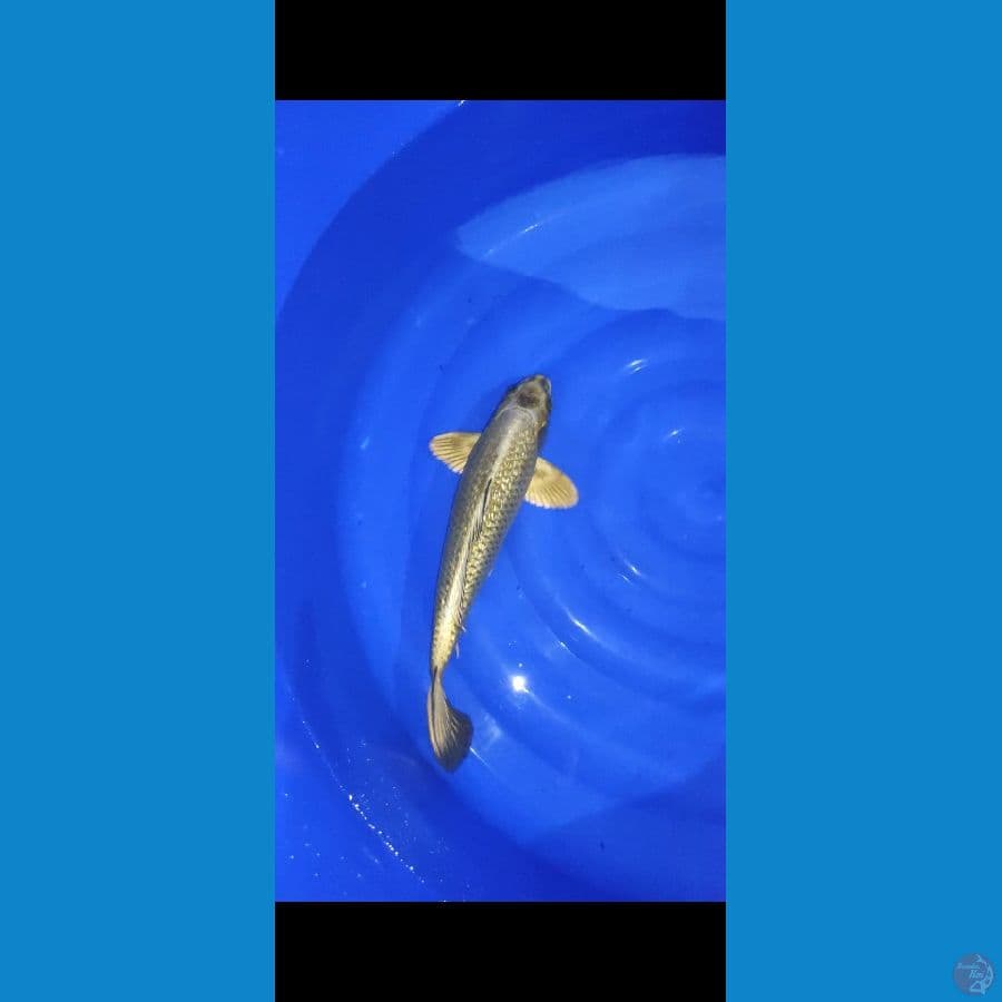 #mukasi gold full ginrin #size 35 cm #video jelasnya via wa om