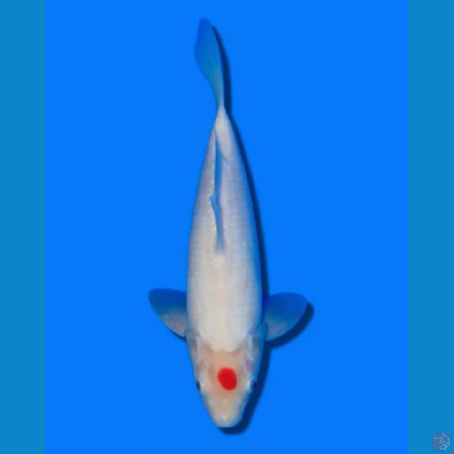HQ - Import Tancho Kohaku