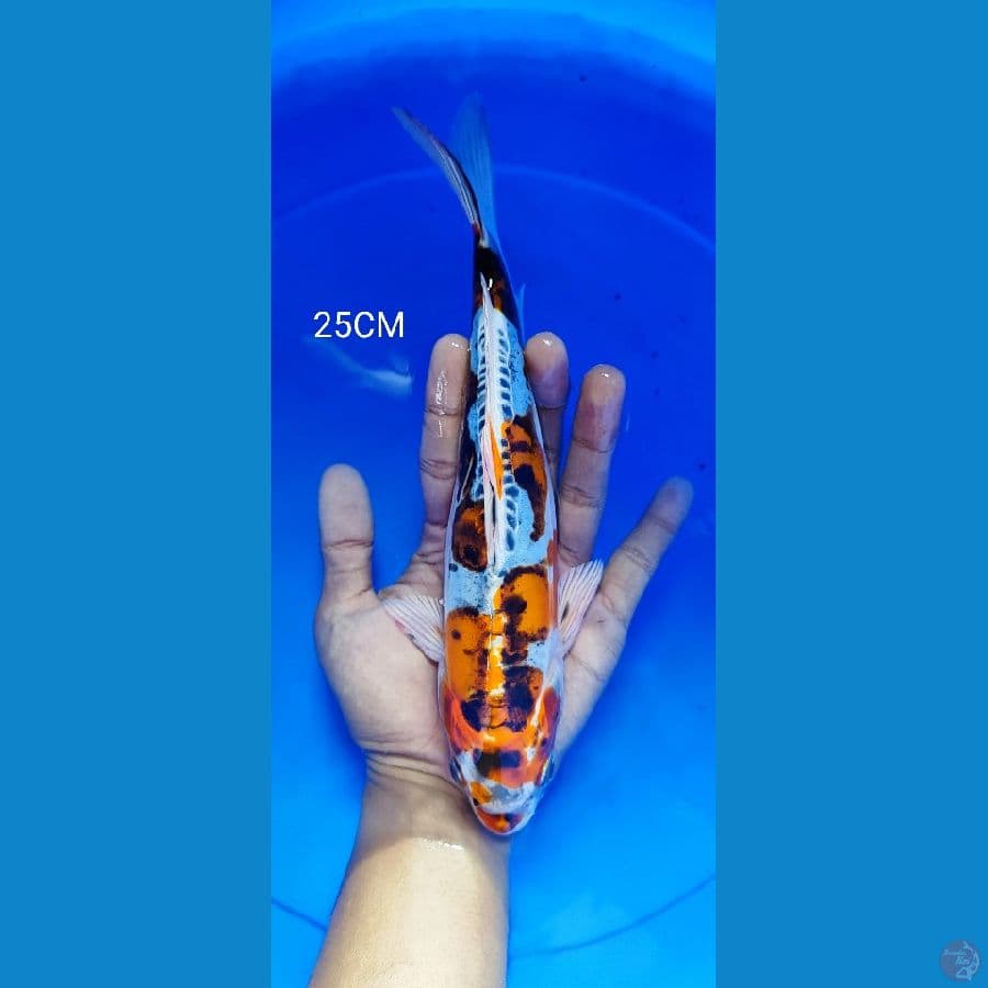 kiko 25CM